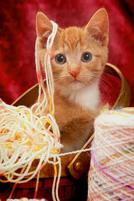 18,225-Kitten.jpg 18,225-Kitten.jpg