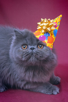 18,276-Kitten.jpg 18,276-Kitten.jpg