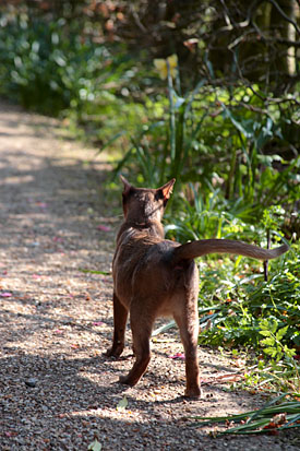 19,796-Cat in garden.jpg 19,796-Cat in garden.jpg