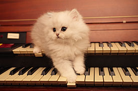 20,606-Kitten.jpg 20,606-Kitten.jpg