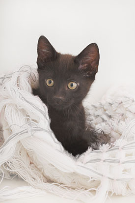 26,583-Kitten.jpg 26,583-Kitten.jpg