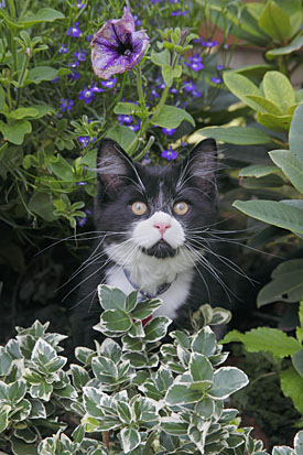 26,965-Kitten.jpg 26,965-Kitten.jpg
