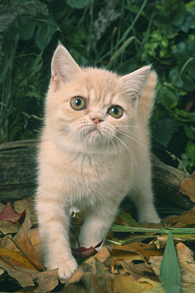 27,775-Kitten.jpg 27,775-Kitten.jpg