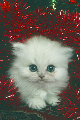 27,844-Kitten-Xmas.jpg 27,844-Kitten-Xmas.jpg