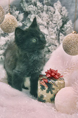 29,083-Xmas Kitten.jpg 29,083-Xmas Kitten.jpg