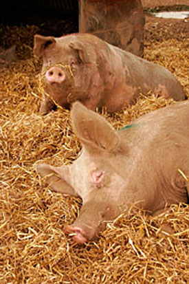 3223-Pigs.jpg 3223-Pigs.jpg