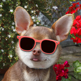 31,922-Cool Chihuahua.jpg 31,922-Cool Chihuahua.jpg