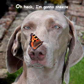 33,691-Sneeze card.jpg 33,691-Sneeze card.jpg