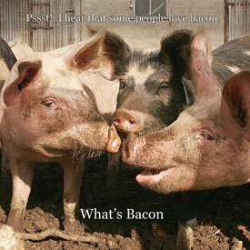 33,727-Pigs talking-card.jpg 33,727-Pigs talking-card.jpg