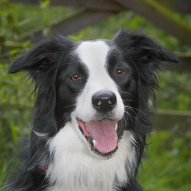 34,058-Talking Collie.jpg 34,058-Talking Collie.jpg