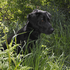 35,094-Labrador.jpg 35,094-Labrador.jpg