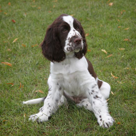 36,009-Spaniel Pup.jpg 36,009-Spaniel Pup.jpg