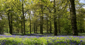 39,743-Bluebell Woods.jpg 39,743-Bluebell Woods.jpg