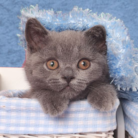 39,912-Kitten-in basket.jpg 39,912-Kitten-in basket.jpg