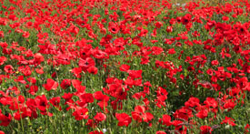 40,141-Poppy field.jpg 40,141-Poppy field.jpg