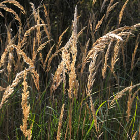 41,431-Grasses.jpg 41,431-Grasses.jpg