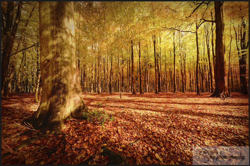 Autumn Beech