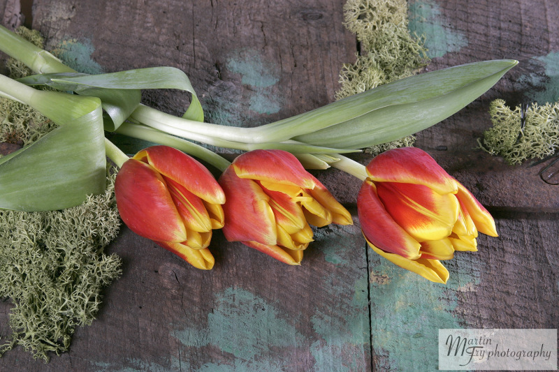 Tulips