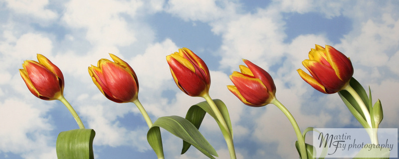 Tulips