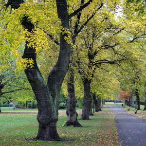 Autumn Trees