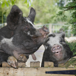 Pigs on Gate