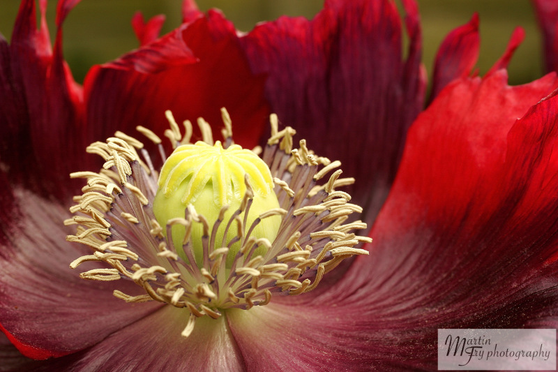 Poppy