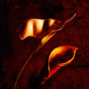 Lillies