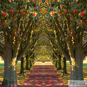 Trees