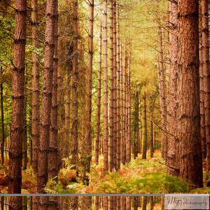 Autumn trees