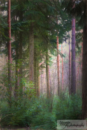 Misty Forest