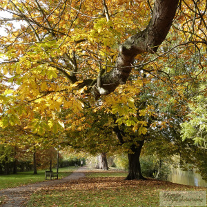 Autumn Park