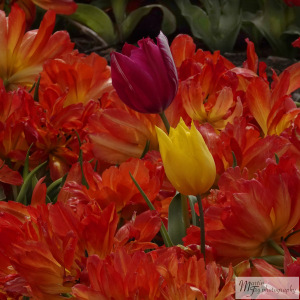 Tulips
