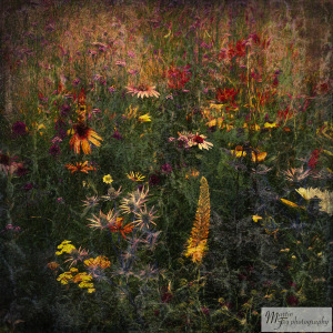 Floral Border