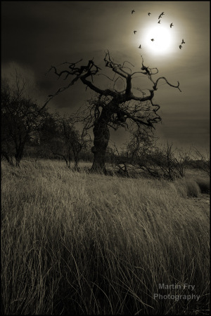 Wizend tree