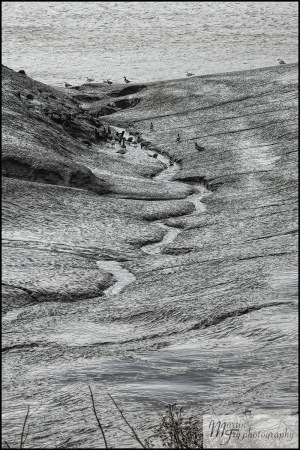 Low tide feeders