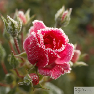 Frosty Rose