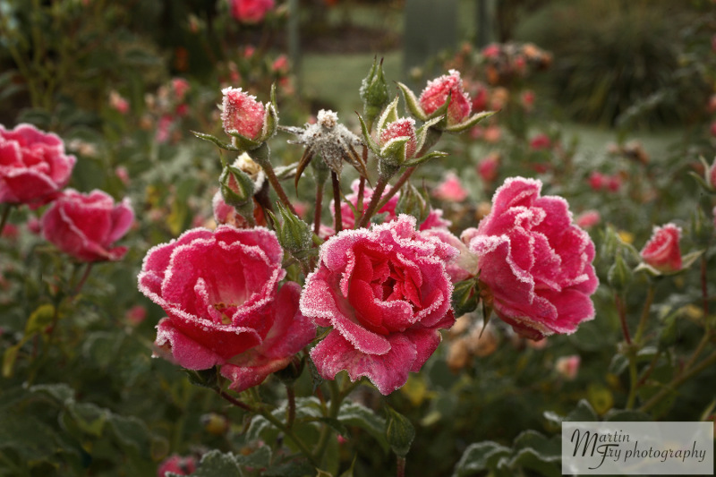 Frosty Rose