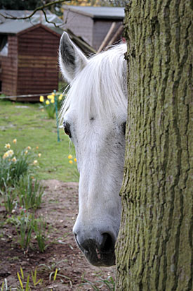 10,038-Shy Horse.jpg 10,038-Shy Horse.jpg
