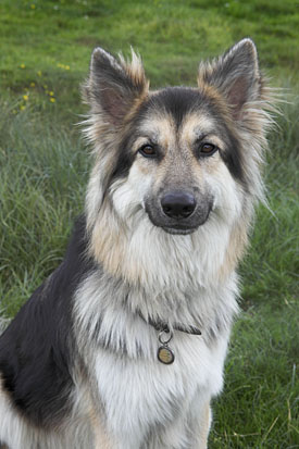 26,338-Northern Inuit.jpg 26,338-Northern Inuit.jpg