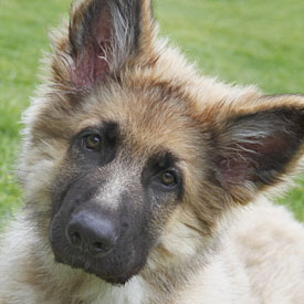 26,389-GSD Pup.jpg 26,389-GSD Pup.jpg