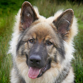 26,401-GSD.jpg 26,401-GSD.jpg