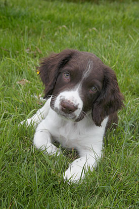 26,436-Spaniel Pup.jpg 26,436-Spaniel Pup.jpg