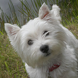 26,461-Westie.jpg 26,461-Westie.jpg