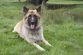 26,472-GSD.jpg 26,472-GSD.jpg