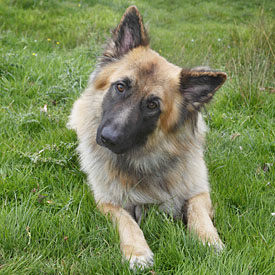 26,473-GSD.jpg 26,473-GSD.jpg