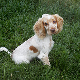 26,490-Spaniel Pup.jpg 26,490-Spaniel Pup.jpg