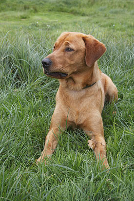 26,508-Labrador.jpg 26,508-Labrador.jpg