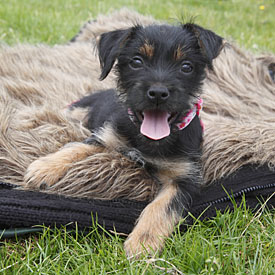 26,516-Puppy.jpg 26,516-Puppy.jpg