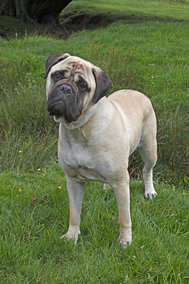 26,529-Dog.jpg 26,529-Dog.jpg