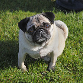 28,220-Pug.jpg 28,220-Pug.jpg